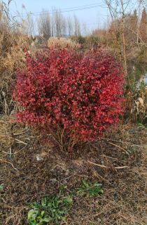 ������ì