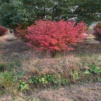 ������ì