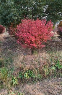 ������ì