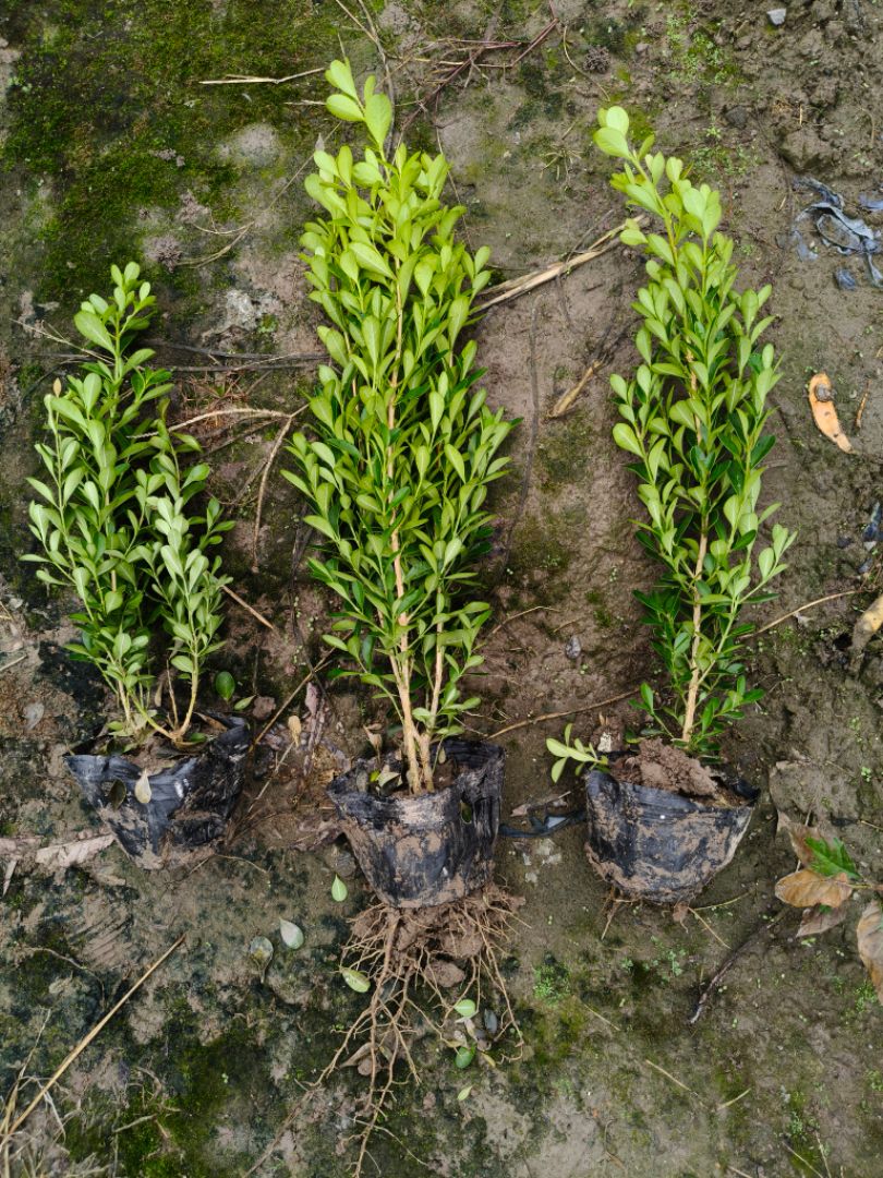 ���ӻ���