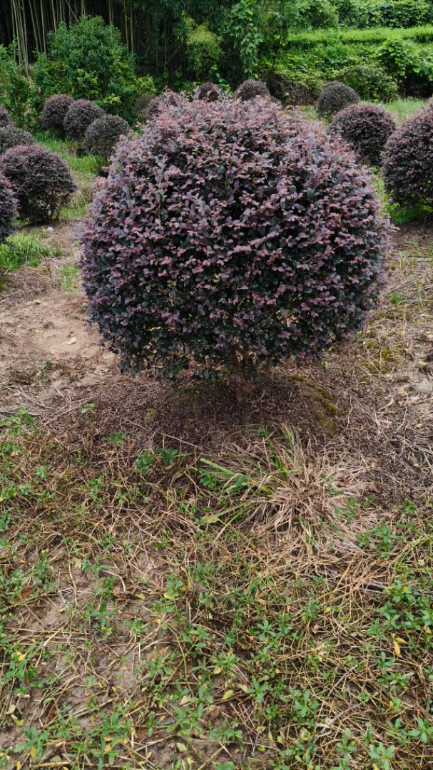 ������ì