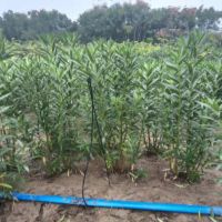 �ۻ�������