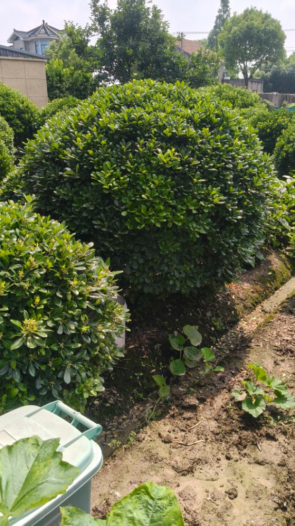 ������ì