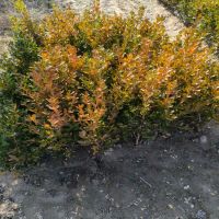 ���ӻ���