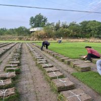 ��������ƺ