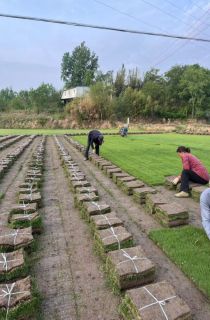 ��������ƺ