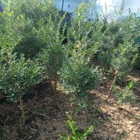 ���ӻ���