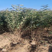 ������ҶŮ��