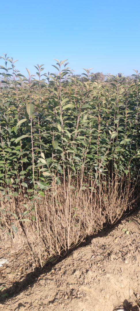 ������ҶŮ��