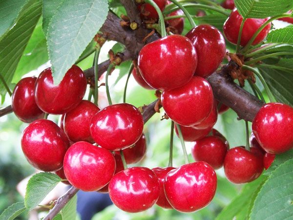 ��ӣ����