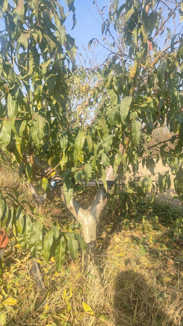 �޽�������