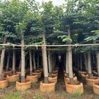 ����ӣ��