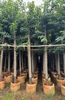 ����ӣ��