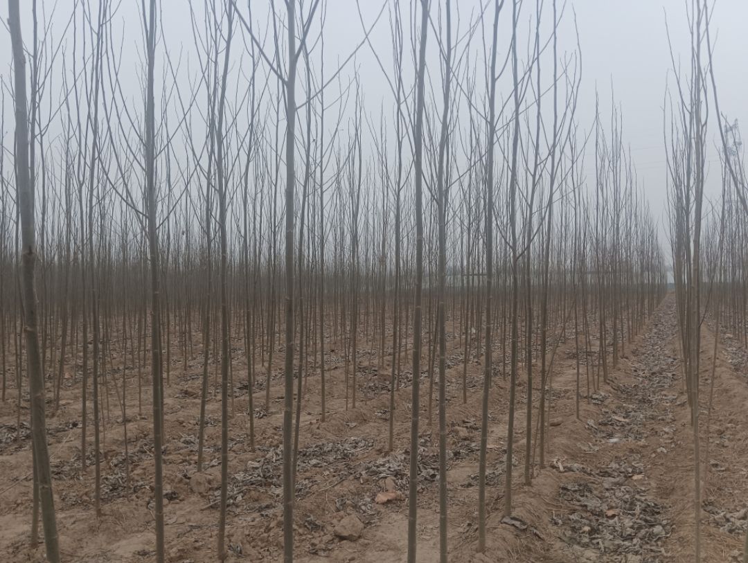 խ��ë����