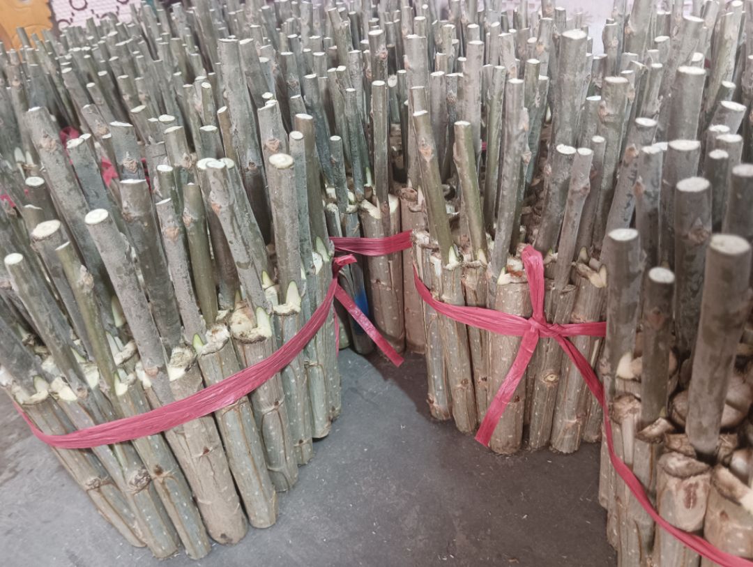 խ��ë����