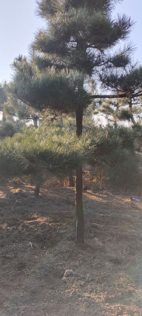 �ձ�����