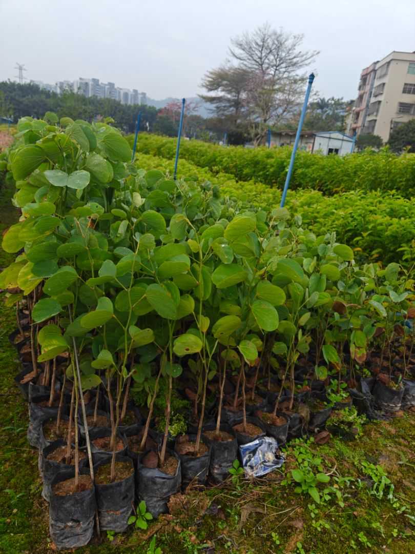 �����Ͼ�