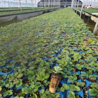 ���ղ�ݮ��