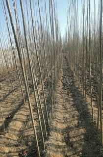 107������