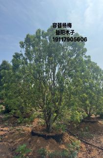 ������÷