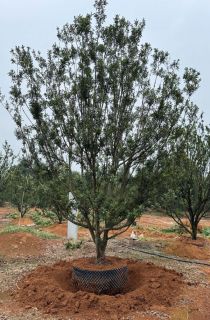 ������÷