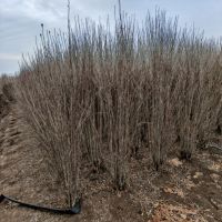 ����ľ��