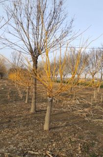 ���U��֦��