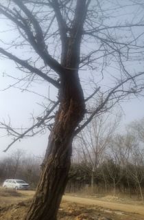 �޽��㻨��