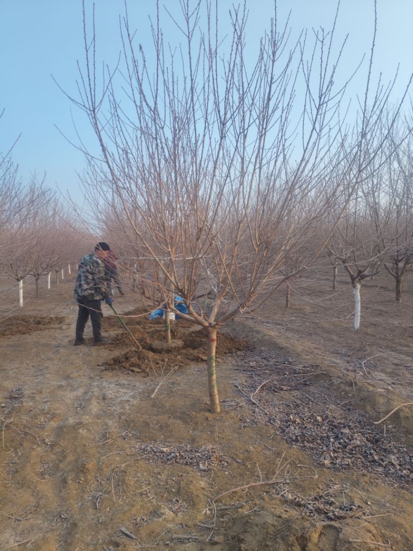 ��Ҷ����