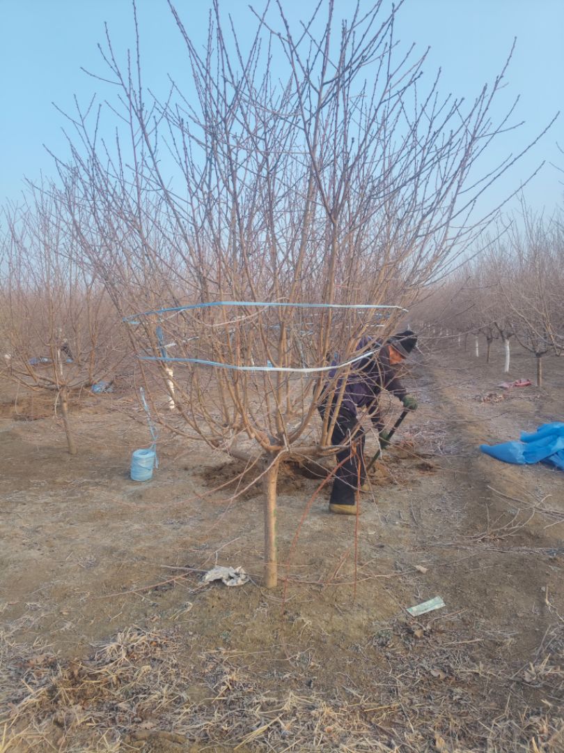 ��Ҷ����