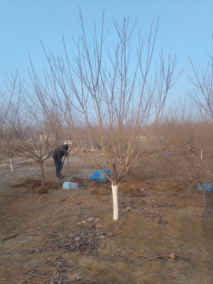 ��Ҷ����