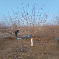 ��Ҷ����