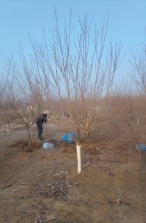 ��Ҷ����