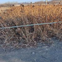 �����ӽ���