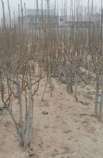 �ʹ�������