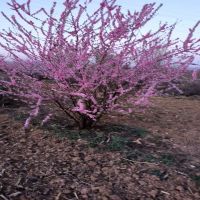 ������Ҷ÷