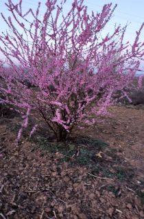 ������Ҷ÷