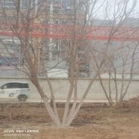 ������Ƿ�