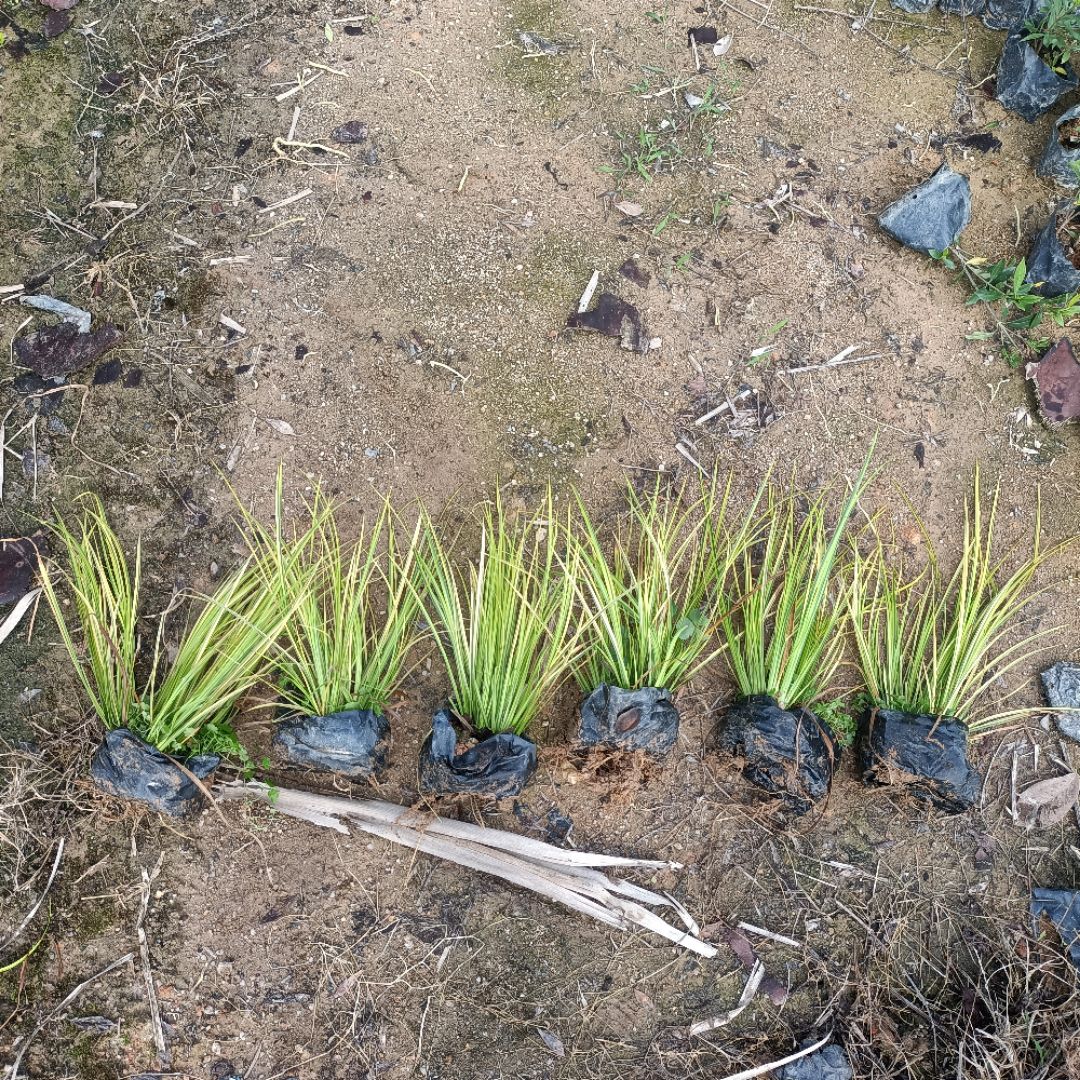 ��Ҷ����