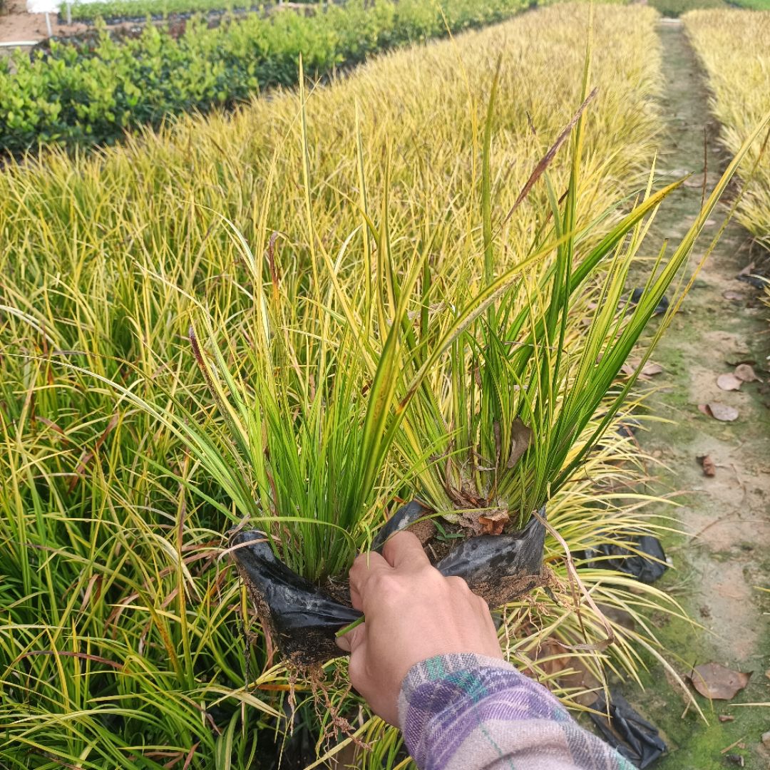 ��Ҷ����