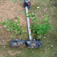 �ϻ���ӣ��