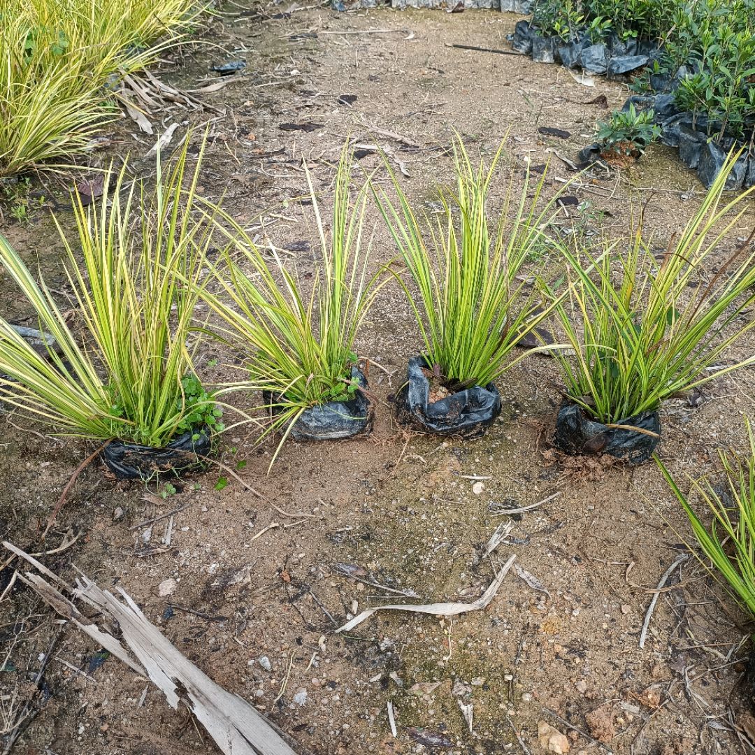 ��Ҷ����