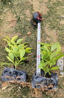 ��Ҷ������