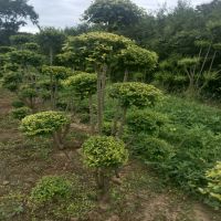 ����СҶŮ��