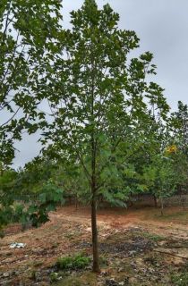 �ӽ�����ľ