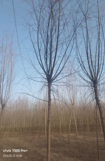 ��Ƥ����