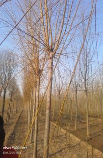 ��˿����