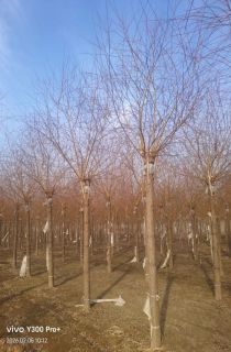 ��˿����