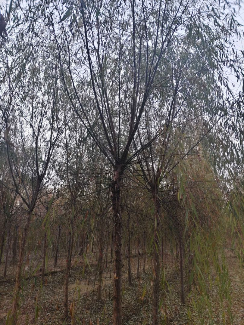 ��Ƥ����