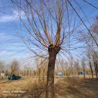 ��˿����